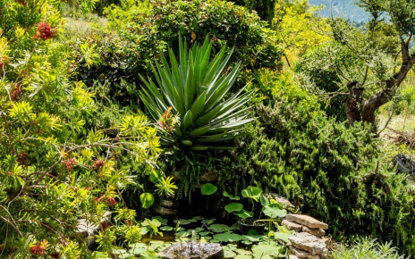 Pond and Sierra Crestellina as backdrop