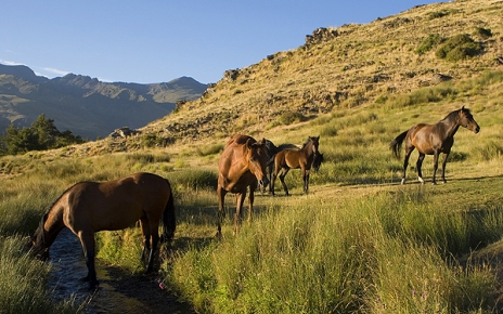 Horses in the High Alpujarras