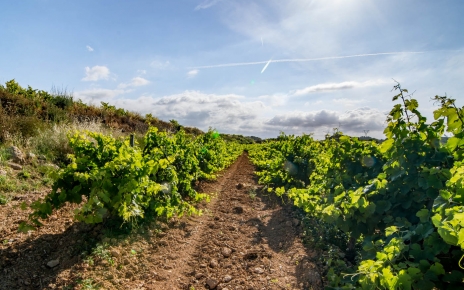 Estás rodeado de viñedos