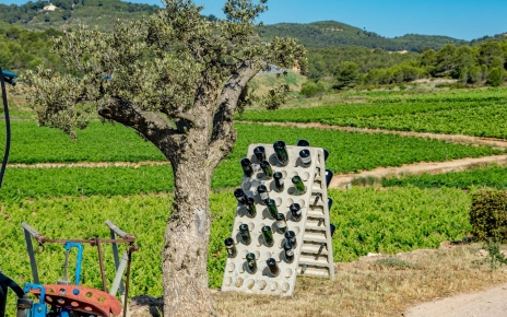 Disfrutarás del vino local (con denominación de origen)