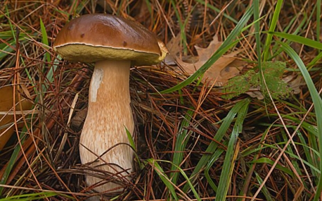 Aracena : a gastronomic paradise for mushroom lovers