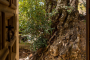 Lower floor opens onto an ancient carob tree