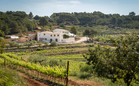 Lovely setting surrounded by vineyards