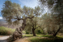 Ancient olive trees