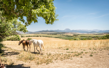 There are some horses in this large estate