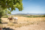 Hay caballos en esta extensa finca