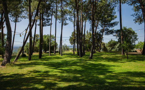 Ample gardens with pine trees