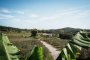 Paseo desde la casa entre olivares