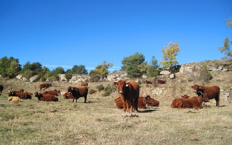 Vacas locales esperando un poco de lluvia