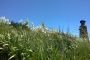 Property roof in May