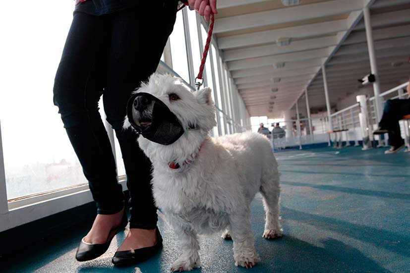 muzzled dog brittany ferries